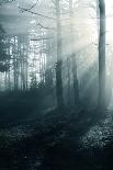 Fog in the Forest-aleksey.stemmer-Photographic Print