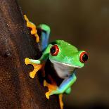 Red-Eye Frog Agalychnis Callidryas in Terrarium-Aleksey Stemmer-Photographic Print