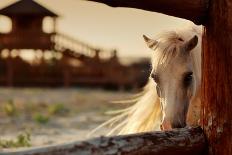 Beautiful, Quiet, White Horse Waits in Paddock-Alekuwka-Photographic Print