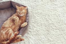 Cute Little Ginger Kitten Wearing Warm Knitted Sweater is Sleeping on the White Carpet-Alena Ozerova-Photographic Print