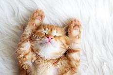 Cute Little Ginger Kitten Wearing Warm Knitted Sweater is Sleeping on the White Carpet-Alena Ozerova-Photographic Print