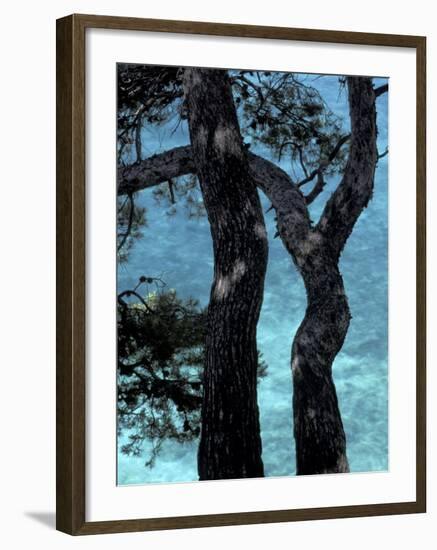 Aleppo Pines, Cassis, Provence, France-Art Wolfe-Framed Photographic Print