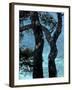 Aleppo Pines, Cassis, Provence, France-Art Wolfe-Framed Photographic Print