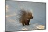 Alert Cape Porcupine (Hystrix Africaeaustralis) with Erect Quills, South Africa-EcoPrint-Mounted Photographic Print