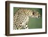 Alert Cheetah-null-Framed Photographic Print