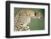 Alert Cheetah-null-Framed Photographic Print