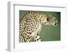 Alert Cheetah-null-Framed Photographic Print