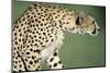Alert Cheetah-null-Mounted Photographic Print