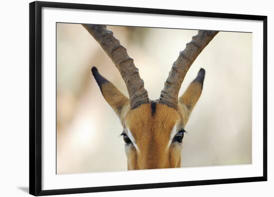 Alert Gazelle-Staffan Widstrand-Framed Giclee Print