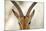 Alert Gazelle-Staffan Widstrand-Mounted Giclee Print