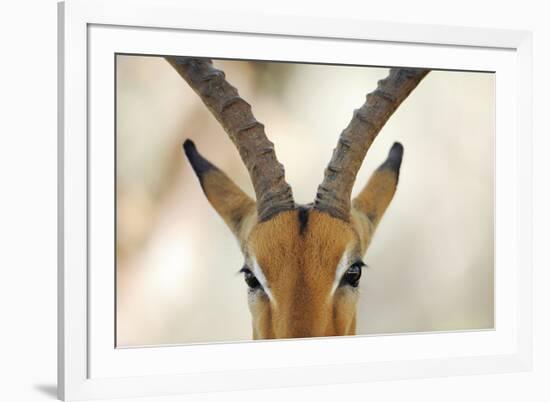 Alert Gazelle-Staffan Widstrand-Framed Giclee Print