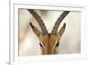 Alert Gazelle-Staffan Widstrand-Framed Giclee Print