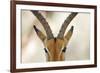 Alert Gazelle-Staffan Widstrand-Framed Giclee Print