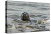 Alert Grey Seal (Halichoerus Grypus) Spy Hopping at the Crest of a Wave to Look Ashore-Nick Upton-Stretched Canvas