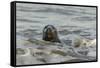 Alert Grey Seal (Halichoerus Grypus) Spy Hopping at the Crest of a Wave to Look Ashore-Nick Upton-Framed Stretched Canvas