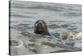 Alert Grey Seal (Halichoerus Grypus) Spy Hopping at the Crest of a Wave to Look Ashore-Nick Upton-Stretched Canvas