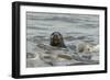 Alert Grey Seal (Halichoerus Grypus) Spy Hopping at the Crest of a Wave to Look Ashore-Nick Upton-Framed Photographic Print