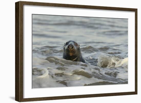 Alert Grey Seal (Halichoerus Grypus) Spy Hopping at the Crest of a Wave to Look Ashore-Nick Upton-Framed Photographic Print