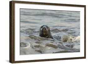 Alert Grey Seal (Halichoerus Grypus) Spy Hopping at the Crest of a Wave to Look Ashore-Nick Upton-Framed Photographic Print