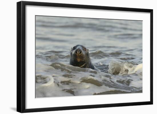 Alert Grey Seal (Halichoerus Grypus) Spy Hopping at the Crest of a Wave to Look Ashore-Nick Upton-Framed Photographic Print