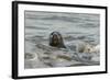 Alert Grey Seal (Halichoerus Grypus) Spy Hopping at the Crest of a Wave to Look Ashore-Nick Upton-Framed Photographic Print