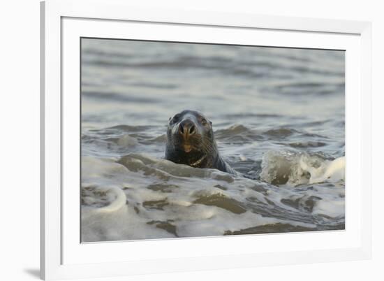 Alert Grey Seal (Halichoerus Grypus) Spy Hopping at the Crest of a Wave to Look Ashore-Nick Upton-Framed Photographic Print