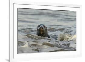 Alert Grey Seal (Halichoerus Grypus) Spy Hopping at the Crest of a Wave to Look Ashore-Nick Upton-Framed Photographic Print