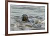 Alert Grey Seal (Halichoerus Grypus) Spy Hopping at the Crest of a Wave to Look Ashore-Nick Upton-Framed Photographic Print