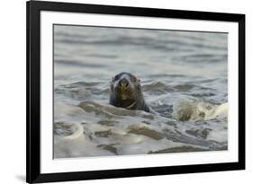 Alert Grey Seal (Halichoerus Grypus) Spy Hopping at the Crest of a Wave to Look Ashore-Nick Upton-Framed Photographic Print