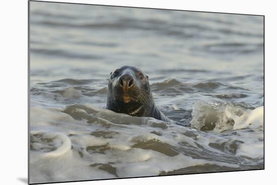 Alert Grey Seal (Halichoerus Grypus) Spy Hopping at the Crest of a Wave to Look Ashore-Nick Upton-Mounted Photographic Print