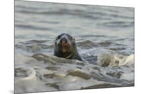 Alert Grey Seal (Halichoerus Grypus) Spy Hopping at the Crest of a Wave to Look Ashore-Nick Upton-Mounted Photographic Print