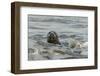 Alert Grey Seal (Halichoerus Grypus) Spy Hopping at the Crest of a Wave to Look Ashore-Nick Upton-Framed Photographic Print