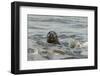 Alert Grey Seal (Halichoerus Grypus) Spy Hopping at the Crest of a Wave to Look Ashore-Nick Upton-Framed Photographic Print