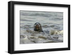 Alert Grey Seal (Halichoerus Grypus) Spy Hopping at the Crest of a Wave to Look Ashore-Nick Upton-Framed Photographic Print