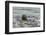 Alert Grey Seal (Halichoerus Grypus) Spy Hopping at the Crest of a Wave to Look Ashore-Nick Upton-Framed Photographic Print