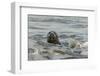 Alert Grey Seal (Halichoerus Grypus) Spy Hopping at the Crest of a Wave to Look Ashore-Nick Upton-Framed Photographic Print