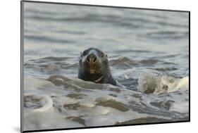 Alert Grey Seal (Halichoerus Grypus) Spy Hopping at the Crest of a Wave to Look Ashore-Nick Upton-Mounted Photographic Print