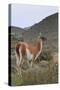 Alert Guanaco (Lama Guanicoe), Torres Del Paine National Park, Patagonia, Chile, South America-Eleanor Scriven-Stretched Canvas