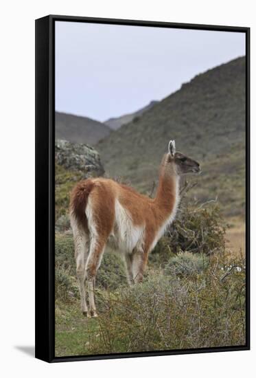 Alert Guanaco (Lama Guanicoe), Torres Del Paine National Park, Patagonia, Chile, South America-Eleanor Scriven-Framed Stretched Canvas