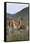 Alert Guanaco (Lama Guanicoe), Torres Del Paine National Park, Patagonia, Chile, South America-Eleanor Scriven-Framed Stretched Canvas