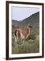 Alert Guanaco (Lama Guanicoe), Torres Del Paine National Park, Patagonia, Chile, South America-Eleanor Scriven-Framed Photographic Print