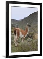 Alert Guanaco (Lama Guanicoe), Torres Del Paine National Park, Patagonia, Chile, South America-Eleanor Scriven-Framed Photographic Print