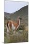Alert Guanaco (Lama Guanicoe), Torres Del Paine National Park, Patagonia, Chile, South America-Eleanor Scriven-Mounted Photographic Print