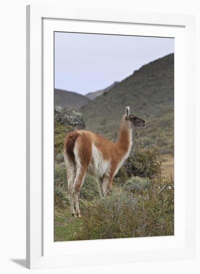 Alert Guanaco (Lama Guanicoe), Torres Del Paine National Park, Patagonia, Chile, South America-Eleanor Scriven-Framed Photographic Print