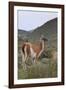 Alert Guanaco (Lama Guanicoe), Torres Del Paine National Park, Patagonia, Chile, South America-Eleanor Scriven-Framed Photographic Print