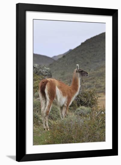 Alert Guanaco (Lama Guanicoe), Torres Del Paine National Park, Patagonia, Chile, South America-Eleanor Scriven-Framed Photographic Print