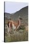 Alert Guanaco (Lama Guanicoe), Torres Del Paine National Park, Patagonia, Chile, South America-Eleanor Scriven-Stretched Canvas