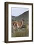 Alert Guanaco (Lama Guanicoe), Torres Del Paine National Park, Patagonia, Chile, South America-Eleanor Scriven-Framed Photographic Print