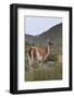 Alert Guanaco (Lama Guanicoe), Torres Del Paine National Park, Patagonia, Chile, South America-Eleanor Scriven-Framed Photographic Print