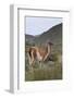 Alert Guanaco (Lama Guanicoe), Torres Del Paine National Park, Patagonia, Chile, South America-Eleanor Scriven-Framed Photographic Print